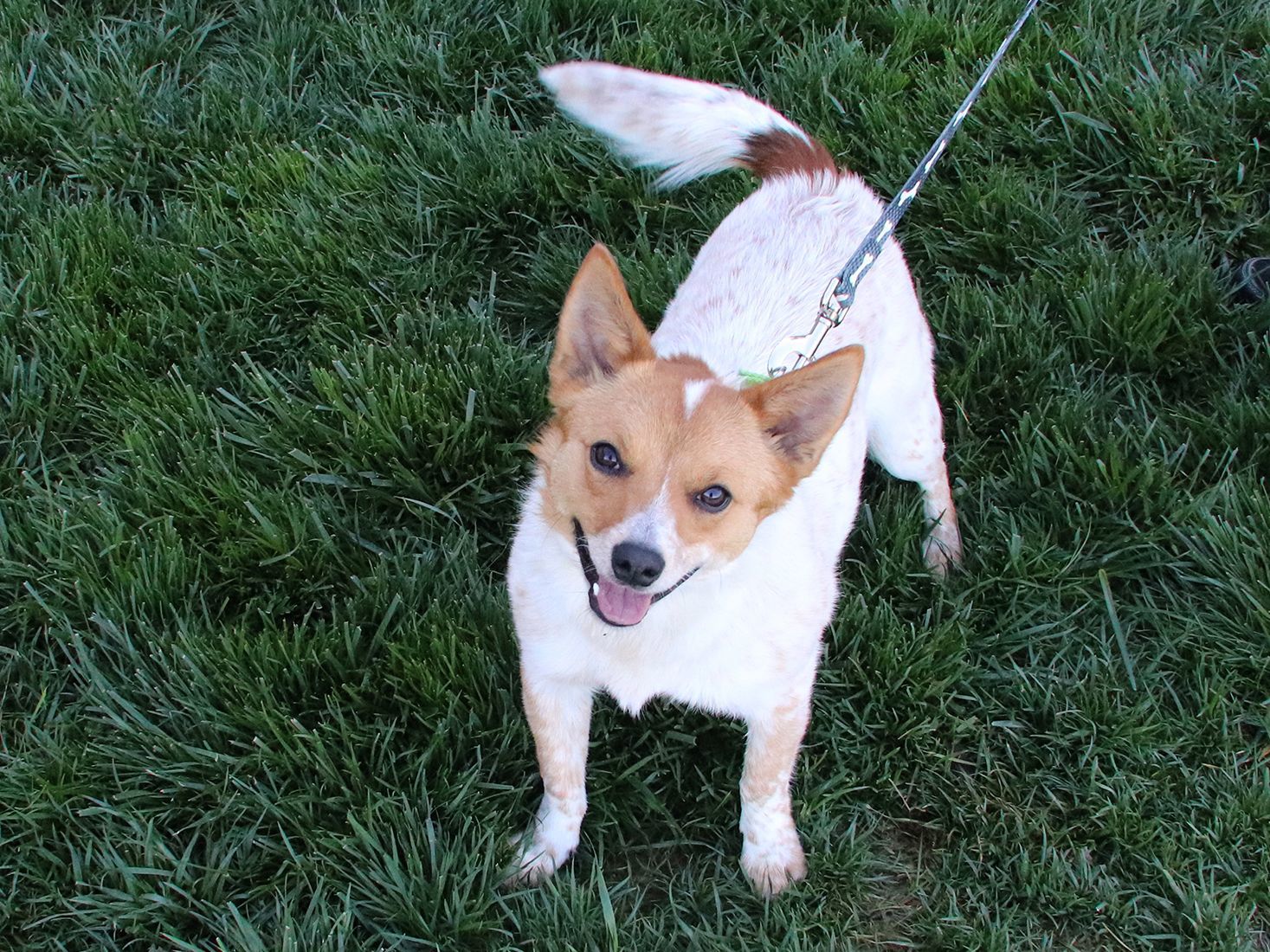 Last week's pet, still available: Beau
